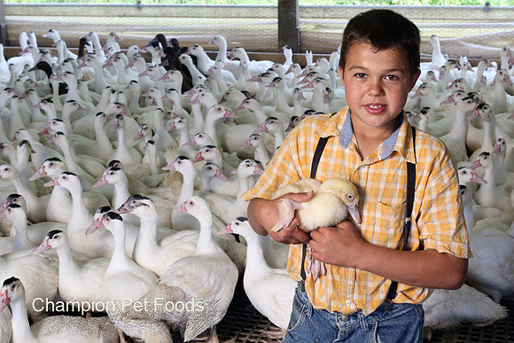 Boy-&-Duck-3_Logo