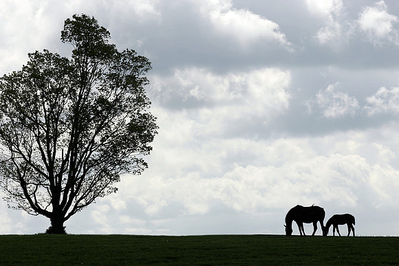 Mare, Foal, & Tree