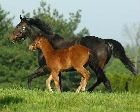 Mare&Foal