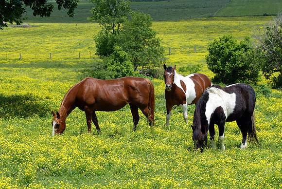 MustardFieldHorses