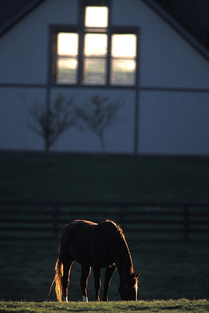 Horse&Windows